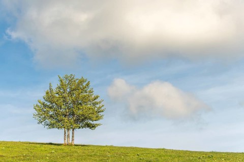Isolated trees on the top of the Vosges mountains. france