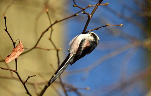 Long-tailed Tit, (Aegithalos caudatus) in winter in a lime tree, Schleswig-Holstein, Germany