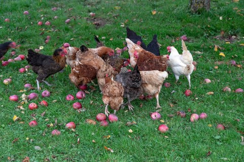 Chickens (Gallus gallus domesticus) in a meadow with fallen apples (Malus), Morschreuth, Upper