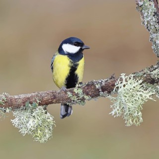 Great Tit (Parus major), sitting on a branch overgrown with moss and lichen, Wildlife, Animals,