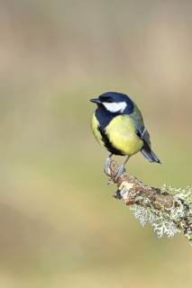 Great Tit (Parus major), sitting on a branch overgrown with moss and lichen, Wildlife, Animals,