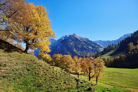Old sycamore maple (Acer pseudo plantanus), in autumnal discolouration, Canton Glarus, Switzerland