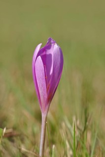 Autumn crocus (Colchicum autumnale), half-opened flowers in a meadow, endangered, protected