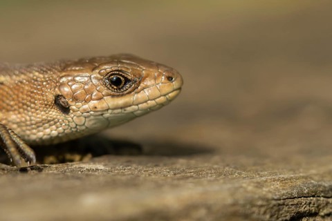 Common lizard (Zootoca vivipara) adult reptile on a wooden sleeper in summer, England, United