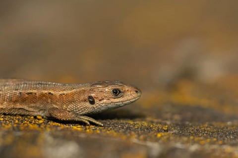 Common lizard (Zootoca vivipara) adult reptile resting on a wooden sleeper in summer, England,
