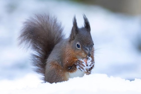 Red squirrel (Sciurus vulgaris) adult animal feeding on a hazel nut in snow in winter, England,
