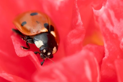 Seven-spot ladybird or ladybug (Coccinella septempunctata) adult beetle on a garden Camellia flower