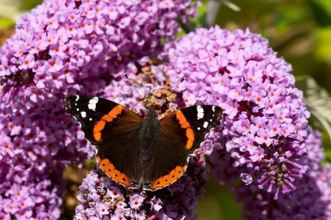 Red admiral butterfly (Vanessa atalanta) adult insect feeding on a garden purple Buddleja or