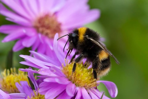 Garden bumblebee (Bombus hortorum) adult bee insect feeding on purple garden Aster plant flowers in