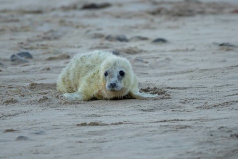 Atlantic grey seal (Halichoerus grypus) juvenile baby pup animal on a beach in winter, England,