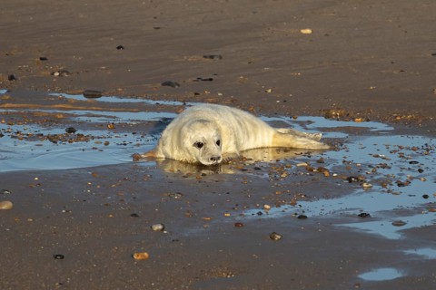 Atlantic grey seal (Halichoerus grypus) juvenile baby pup animal on a seaside beach in winter,