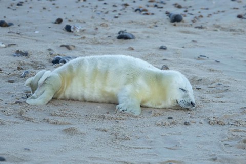 Atlantic grey seal (Halichoerus grypus) juvenile baby pup animal sleeping on a seaside beach in