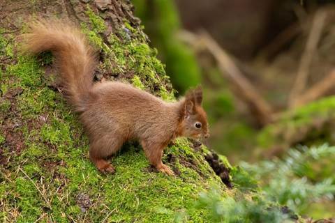 Red squirrel (Sciurus vulgaris) adult animal on moss covered tree stump in a woodland, England,