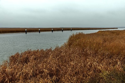 Lagoon area at the Meinigenbrücke near Zingst, Fischland-Darß-Zingst, Western Pomerania Lagoon Area