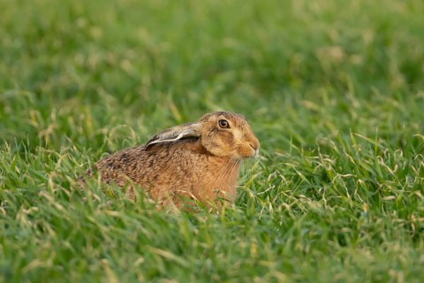 European brown hare (Lepus europaeus) adult animal in a farmland cereal field in springtime,