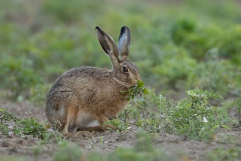 European brown hare (Lepus europaeus) adult animal eating a plant in a farmland field in summer,