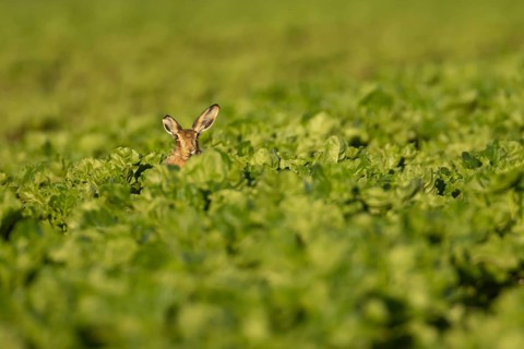 European brown hare (Lepus europaeus) adult animal in a sugar beet crop farmland field in summer,