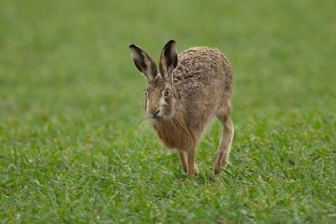 European brown hare (Lepus europaeus) adult animal running in a farmland cereal field in