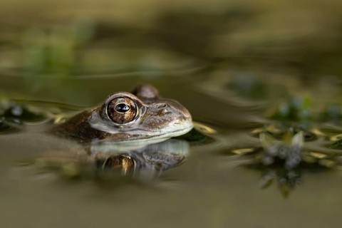 Common frog (Rana temporaria) adult amphibian on the water surface of a pond, England, United