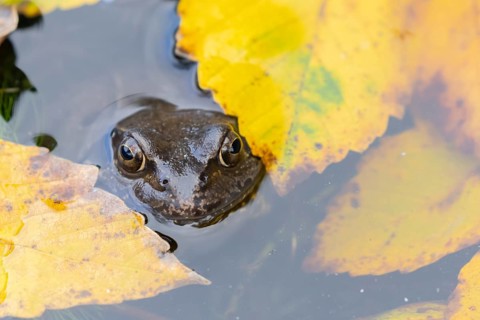 Common frog (Rana temporaria) adult amphibian on the water surface of a pond with fallen autumn