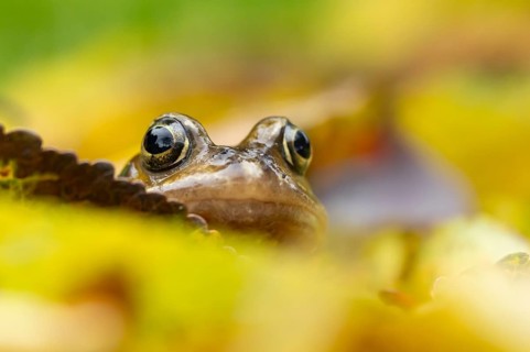 Common frog (Rana temporaria) adult amphibian amongst fallen autumn leaves, England, United Kingdom