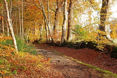 Autumn foliage, Stikelkamper Wald, Leer District, East Frisia, Lower Saxony, Germany
