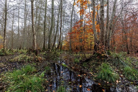 Moorland in the pristine Darßwald, autumn colors, Darß, Fischland-Darß-Zingst, Western Pomerania