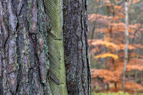 Pine tree (Pinus) with cut-in resin conductive chips, resin extraction until 1990, Darßwald, Darß,