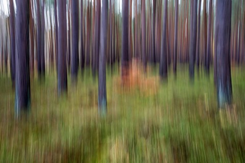 Forest, pine trees (Pinus), pine forest, tree trunks, distorted, moving camera, Darßwald,
