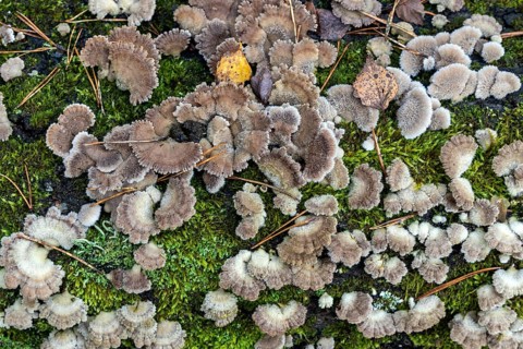 Tree fungus, Split Gill (Schizophyllum commune), on dead tree trunk, Darßwald, Darß,