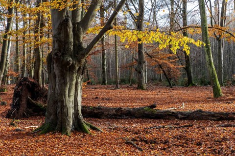 Autumn forest, autumn-colored trees, Darßwald, Darß, Fischland-Darß-Zingst, Western Pomerania