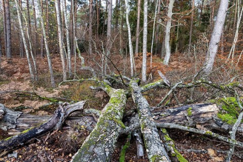Dead tree trunks with tree fungi, Split Gill (Schizophyllum commune), lying on forest floor,