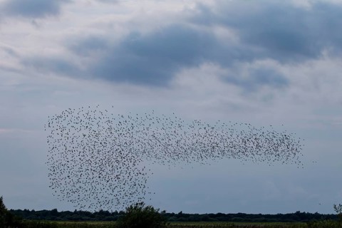 More and more starlings (Sturnus vulgaris) gather at the roost and begin to form formations, autumn