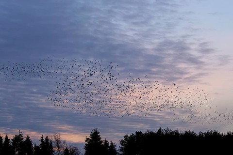 Flock of starlings (Sturnus vulgaris) directly above the roost, flock of birds, autumn migration,