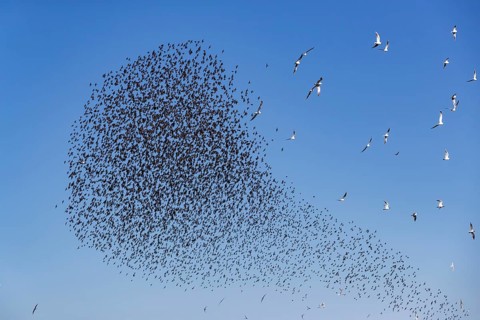 A flock of starlings (Sturnus vulgaris) as well as storm petrels (Larus canus) and black-headed