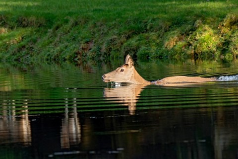 Female red deer (Cervus elaphus), wild deer, doe bathing, swimming on the bank of a pond at the