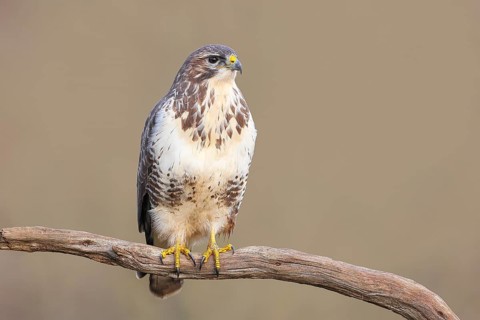 Buzzard (Buteo buteo) sitting attentively on a branch, wildlife, animals, birds, bird of prey,