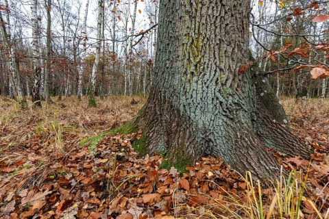 Birch trees (Betula), birch forest, thick tree trunk in front, Osterwald, Zingst,