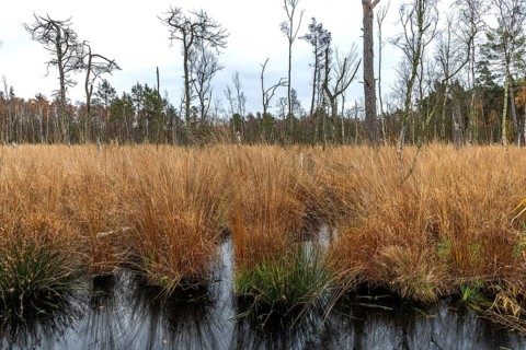 Moorland with trees in Osterwald, Zingst, Fischland-Darß-Zingst, Western Pomerania Lagoon Area