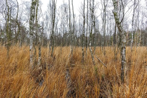 Moor landscape in the Osterwald forest with bog birch trees (Betula pubescens), Zingst,
