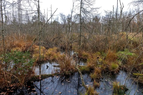 Moorland with dead trees in Osterwald, Zingst, Fischland-Darß-Zingst, Western Pomerania Lagoon Area