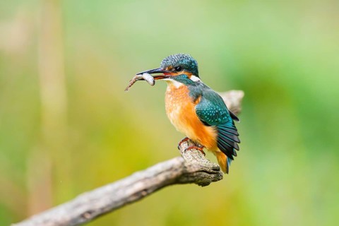 Common kingfisher (Alcedo atthis) sitting on an old wooden branch eating his fresh cought fish in