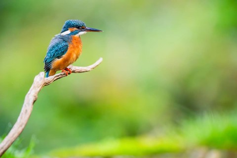 Common kingfisher (Alcedo atthis) sitting on an old wooden branch in late summer, wildife, Bavaria,