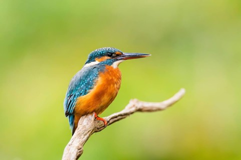 Common kingfisher (Alcedo atthis) sitting on an old wooden branch in late summer, wildife, Bavaria,