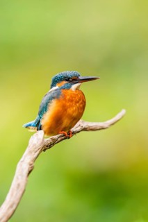 Common kingfisher (Alcedo atthis) sitting on an old wooden branch in late summer, wildife, Bavaria,