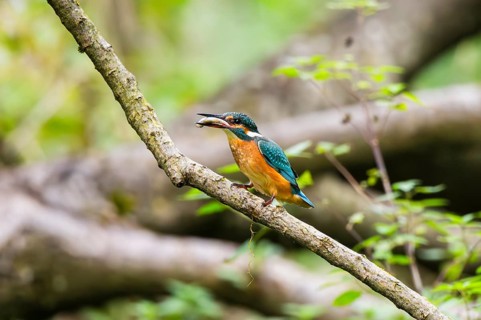 Common kingfisher (Alcedo atthis) sitting on an old wooden branch eating his fresh cought fish in