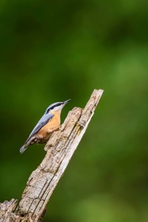 Eurasian nuthatch (Sitta europaea) sitting on an old wrotten tree trunk at a swamp, Bavaria,
