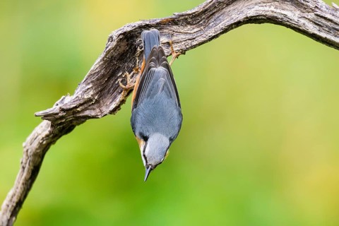 Eurasian nuthatch (Sitta europaea) sitting on an old wooden branch at a swamp, Bavaria, Germany