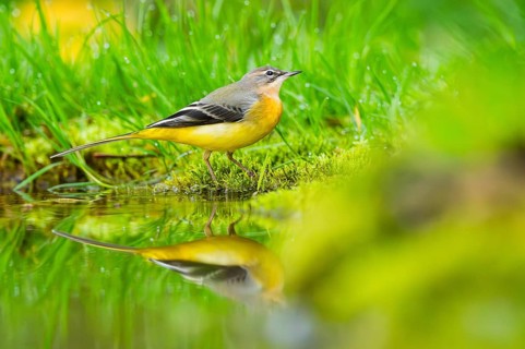 Grey Wagtail (Motacilla cinerea) hunting at a little lake in a swamp, wildlife, Germany