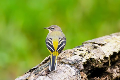 Grey Wagtail (Motacilla cinerea) sitting on an old wood, wildlife, Germany
